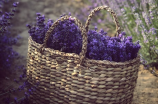 加查薰衣草：紫色的香气花海