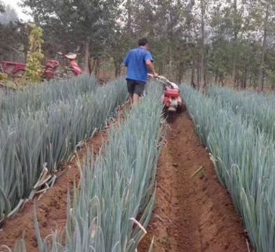 點(diǎn)擊查看詳細(xì)信息<br>標(biāo)題：開(kāi)溝機(jī)　 閱讀次數(shù)：2315